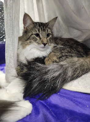 Aria Montgomery von Aminius Aria Montgomery von Aminius