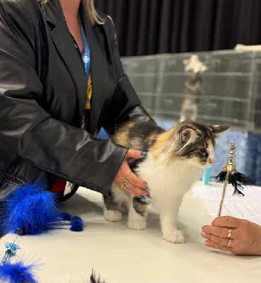 Violet Sorrengail von Aminius-NOM-06-09-25+07-09-25 Violet Sorrengail von Aminius-NOM-06-09-25+07-09-25