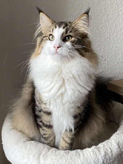 PR. + CH. Luxor Puszyste Koty PL