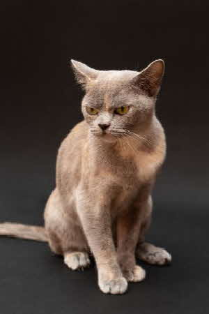 IC. ZuMa BurMa's Velvet Skye-3