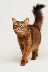 Moneypenny von den Schnuffels
