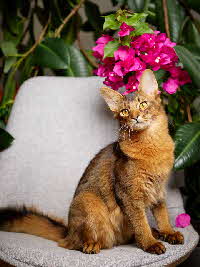 UA Sharvai Winnie