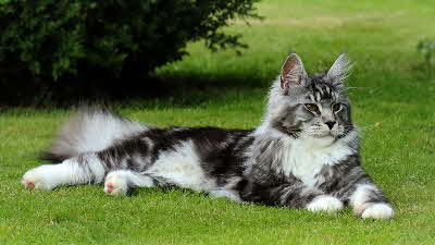 Maine Coon