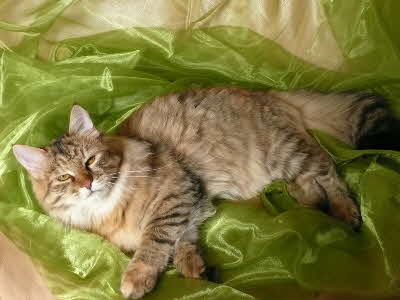 Sibirische Katze