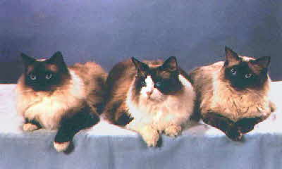 Ragdoll