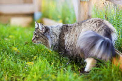 Norwegische Waldkatze